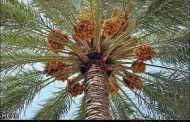 قربانی نخل؛ آیینی بازمانده از آیین های دوموزی / کلثوم قربانی ،جویباری